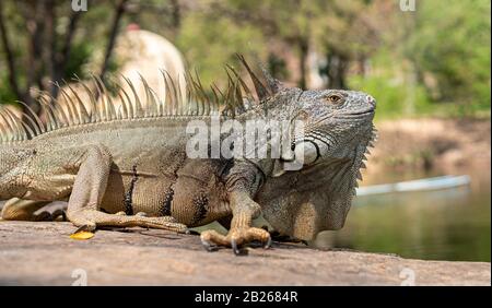 Green iguana also known as the American iguana is a lizard reptile in the genus Iguana in the iguana family. And in the subfamily Iguanidae. Stock Photo