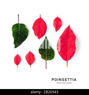 Red poinsettia christmas flower petals and leaves isolated on white background. Creative pattern and layout made of winter plant. Floral design elemen Stock Photo