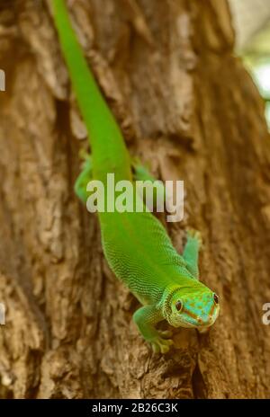 green gecko on a tree stem looking at you in zoo pilsen Stock Photo