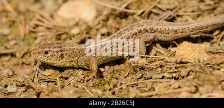 small brown common lizard on the ground, wild Stock Photo