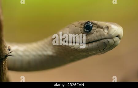 portrait of snake looking from behind branch in zoo pilsen Stock Photo