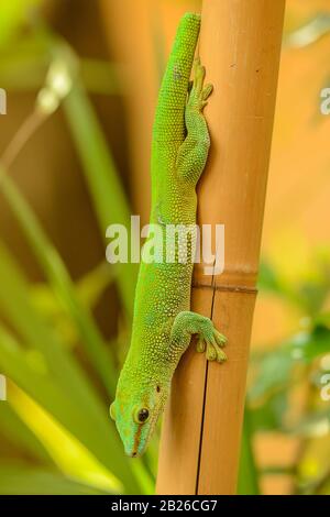 green gecko on a bamboo stem looking down in zoo pilsen Stock Photo