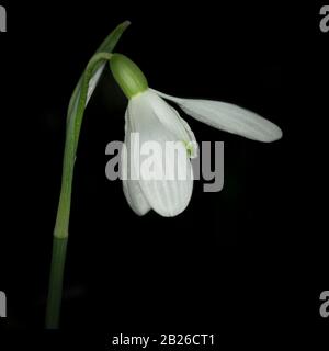 A single flower of common snowdrop (Galanthus nivalis) against a black background Stock Photo