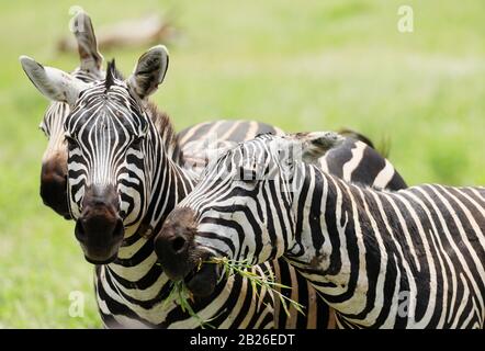 Zebras in Tsavo East National Park, Kenya, Africa Stock Photo