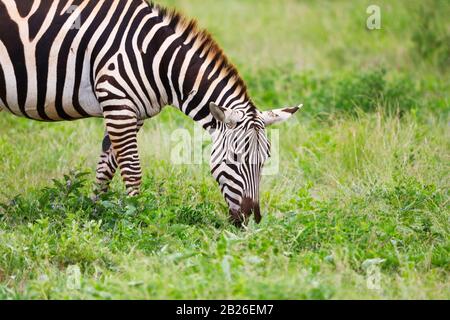 Zebras in Tsavo East National Park, Kenya, Africa Stock Photo