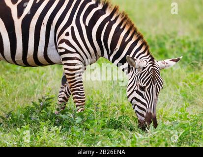 Zebras in Tsavo East National Park, Kenya, Africa Stock Photo