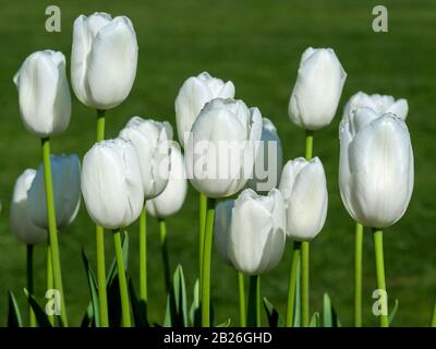 White tulip blooms, variety Pax, flowering in a garden in spring Stock Photo