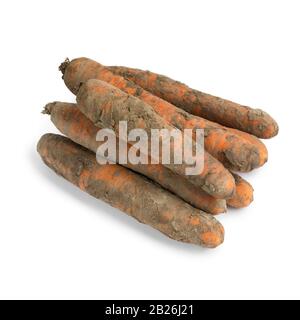 Fresh picked homegrown winter carrots covered with soil isolated on white background Stock Photo