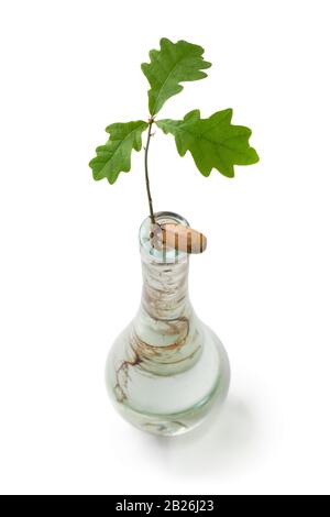 Expanding oak tree in a glass vase cultivated from an acorn isolated on white background Stock Photo