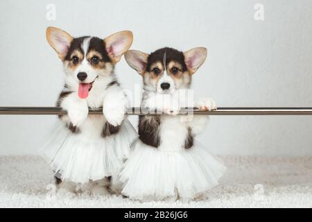 Corgi puppies at the ballet dancer Stock Photo