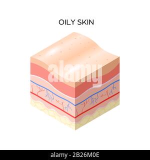 Layers Of Human Skin Concept Illustration Stock Vector Image & Art - Alamy