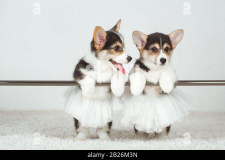 Corgi puppies at the ballet dancer Stock Photo