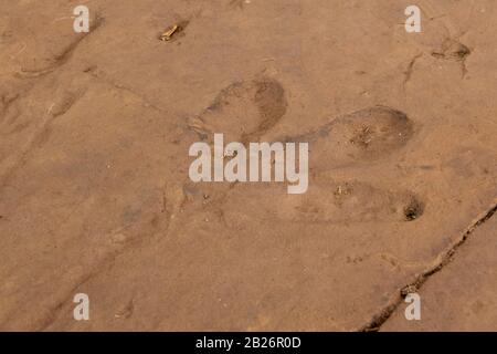 Quthing dinosaur footprints, Quthing, Lesotho Stock Photo