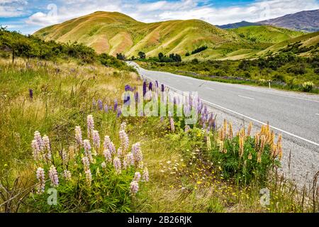 Russell lupines blooming in dry country over Lindis Pass Road, Otago Region, South Island, New Zealand Stock Photo