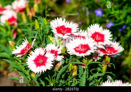 Dianthus Chinensis Flowers. Stock Photo