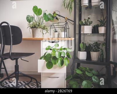 Modern industrial black and white study room with numerous green houseplants such as pancake plants and cacti creating an urban jungle feeling. Stock Photo