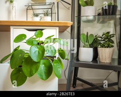 Large pancake plant in an industrial black and white study room with numerous other green houseplants. Stock Photo
