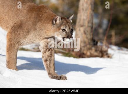 Cougar or Mountain lion (Puma concolor) walking in the winter snow