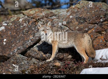 A lone coyote (Canis latrans) walking and hunting in the winter snow in Montana, USA Stock Photo