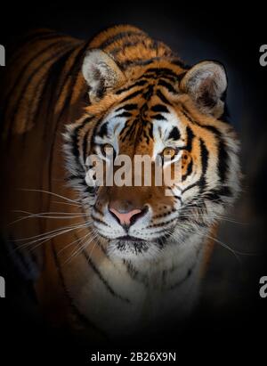 Siberian Tiger (Panthera tigris altaica) portrait in Montana, USA Stock Photo