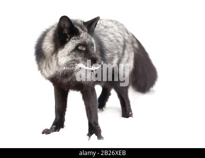 Silver fox (Vulpes vulpes) a melanistic form of the red fox running in the snow in Montana, USA Stock Photo