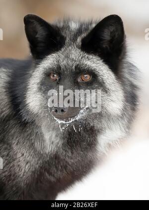 Silver fox (Vulpes vulpes) portrait which is a melanistic form of the red fox in the snow in Montana, USA
