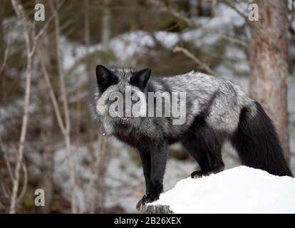 Silver fox (Vulpes vulpes) a melanistic form of the red fox running in the snow in Montana, USA Stock Photo