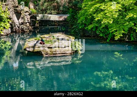 VANCOUVER - MAY 05 2019: Downtown Vancouver, Canada. Dr. Sun Yat-Sen Classical Chinese Garden in Vancouver, British Columbia, Canada. Stock Photo