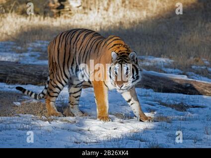 Siberian Tiger (Panthera tigris altaica) walking in the winter snow in Montana, USA Stock Photo
