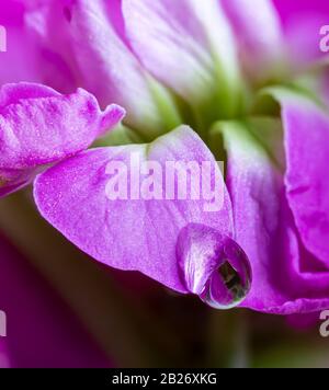 Macro photo of a water drop on the petal of a purple flower Stock Photo