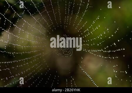 Detail of an orbicular spider web center with water droplets from morning dew lit by the sun light against a dark natural background. Stock Photo