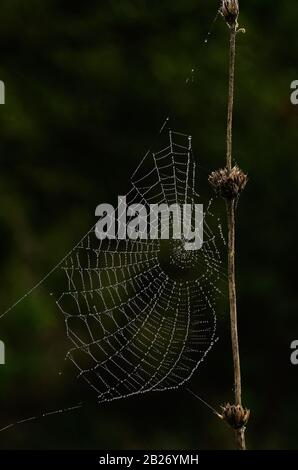 Orbicular spider web with water droplets from dew lit by the sun light against a dark natural background. Stock Photo