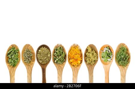 Lot of different dried medicinal herbs on wooden spoons in a line isolated on white background. Copy space and room for text. Stock Photo