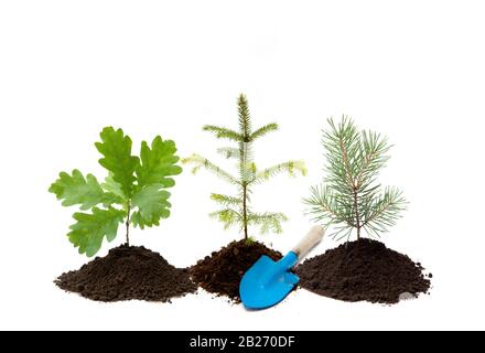 Reforestation background. Different small trees oak, spruce and pine tree in a pile of dirt with small gardening shovel, isolated on white background. Stock Photo