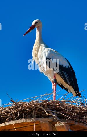 white stork in front of blue sky on nest Stock Photo