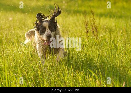 English springer spaniel running through wet lush grass backlit by evening sunlight. Stock Photo