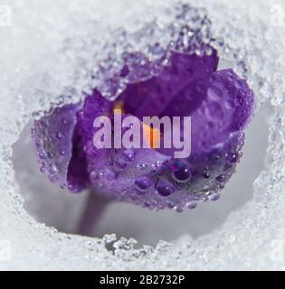 Crocus covered with water drops breaks through the snow. Stock Photo