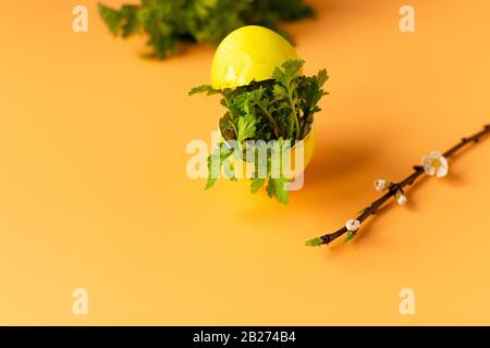 Colored eggs with spring green grass and flowering tree branch on an orange background. Easter holiday, family traditions. Easter eggs Stock Photo