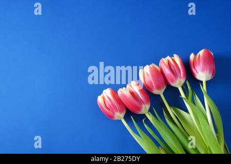 Five bright pink tulips in the bottom right corner on a Pantone classic blue background with copy space; green stems