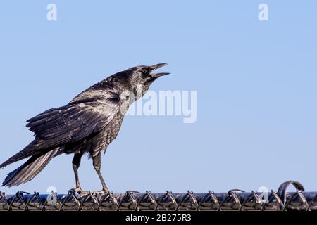 American crow vocalizing while standing on a fence; blue sky background Stock Photo
