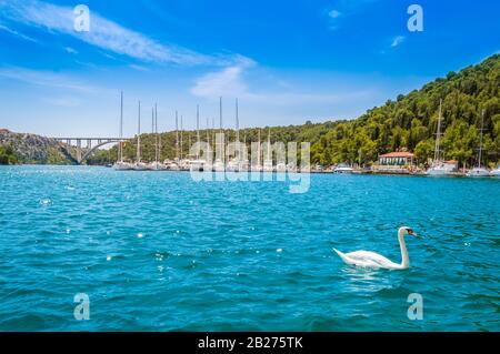 Swan on lake in Krka National Park, Croatia. Yachts and boats at pier in Skradin. Sibenik bridge over Krka River with clear turquoise water and blue s Stock Photo