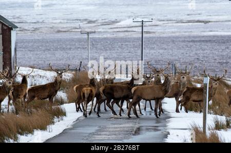 The Deer Crossing Stock Photo