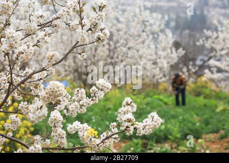 Bijie, China's Guizhou Province. 1st Mar, 2020. A farmer works in the field in Bijie City, southwest China's Guizhou Province, March 1, 2020. Credit: Wang Chunliang/Xinhua/Alamy Live News Stock Photo