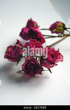 Pink dried rose flower buds on the stem Stock Photo