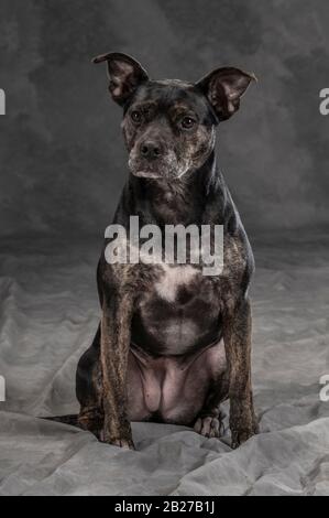 Black dog studio portrait