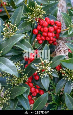 Skimmie (Skimmia japonica 'Red Diamond') Stock Photo