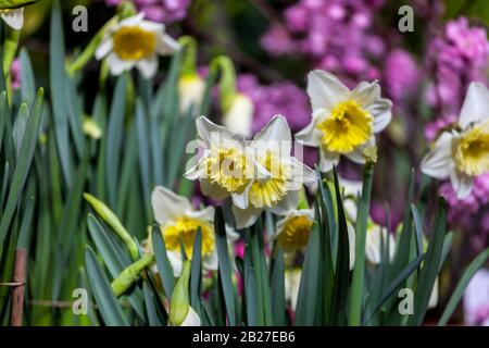 White yellow daffodils spring beauty flowers Stock Photo