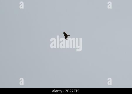 Goshawk in flight Stock Photo