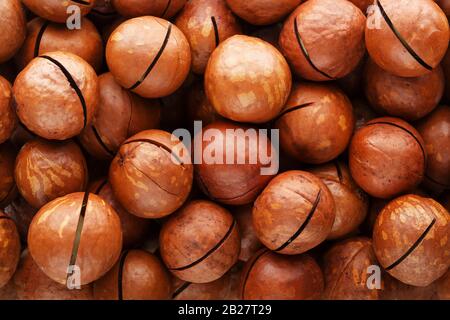 Texture of organic macadamia walnut fresh natural fruit in full frame close-up view. Sawn shell Stock Photo