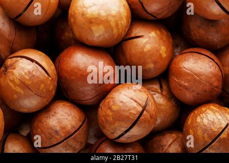 Texture of organic macadamia walnut fresh natural fruit in full frame close-up view. Sawn shell Stock Photo